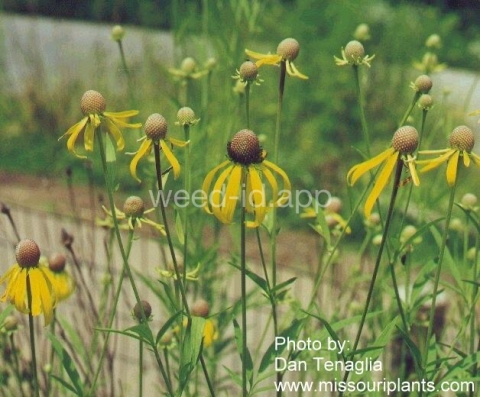 coneflower, pinnate prairie